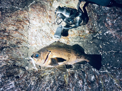 シロメバルの釣果