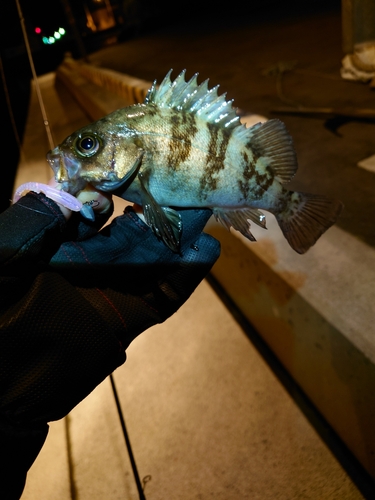 メバルの釣果