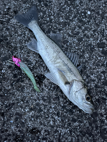 セイゴ（マルスズキ）の釣果