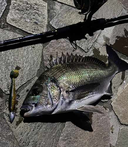 チヌの釣果