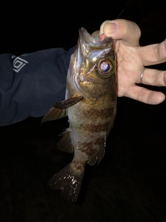 シロメバルの釣果