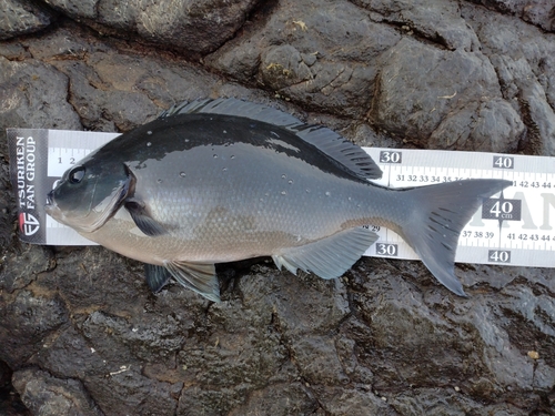 オナガグレの釣果