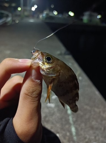 クロメバルの釣果