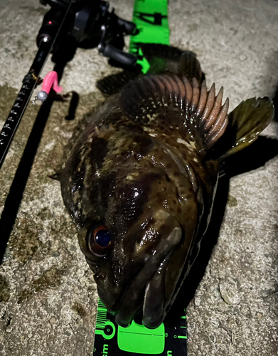 ムラソイの釣果