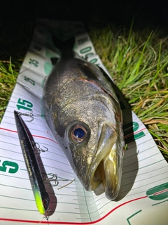 シーバスの釣果