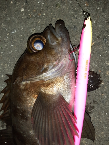 メバルの釣果