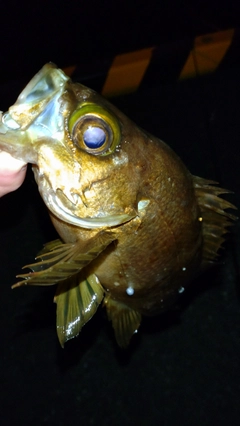 クロメバルの釣果