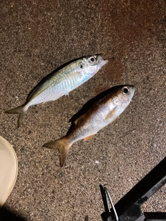 アジの釣果