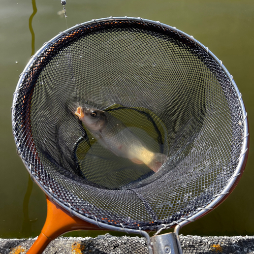 コイの釣果