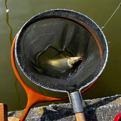 コイの釣果