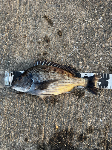 クロダイの釣果