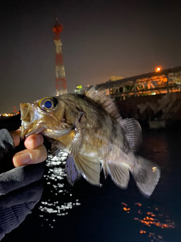 アオメバルの釣果