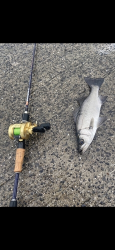 セイゴ（マルスズキ）の釣果