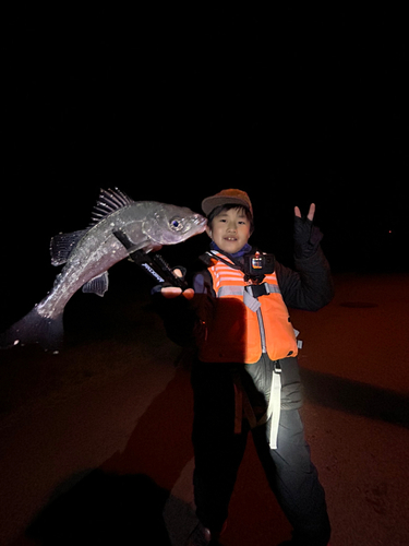 セイゴ（タイリクスズキ）の釣果