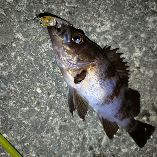 メバルの釣果