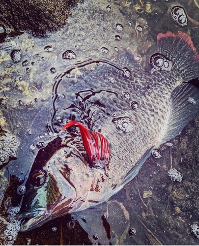 ナイルティラピアの釣果