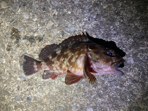 カサゴの釣果