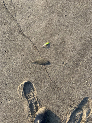 シタビラメの釣果