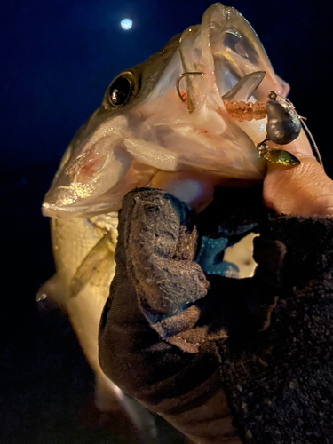 セイゴ（ヒラスズキ）の釣果