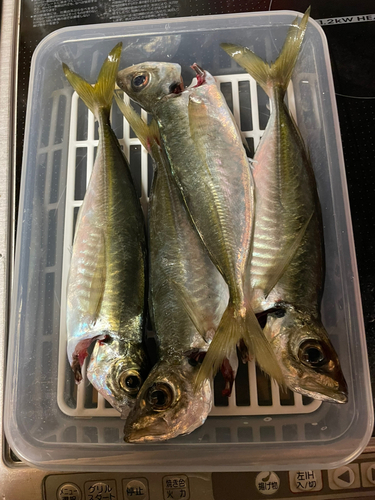 アジの釣果