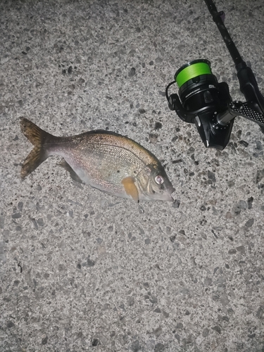 ウミタナゴの釣果