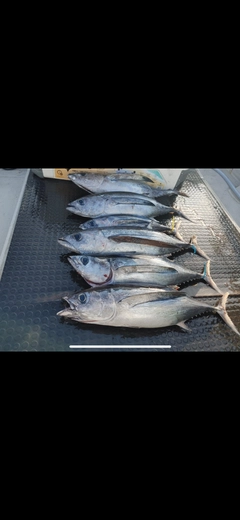 ビンチョウマグロの釣果