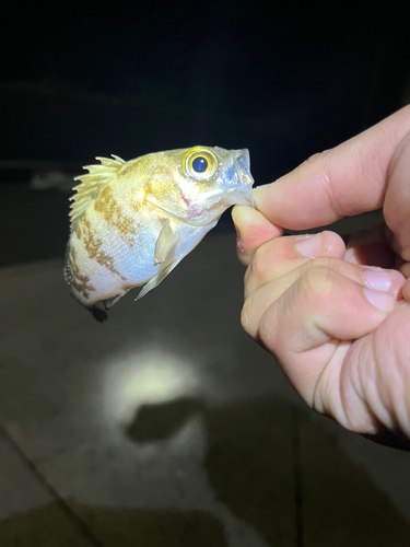 タケノコメバルの釣果