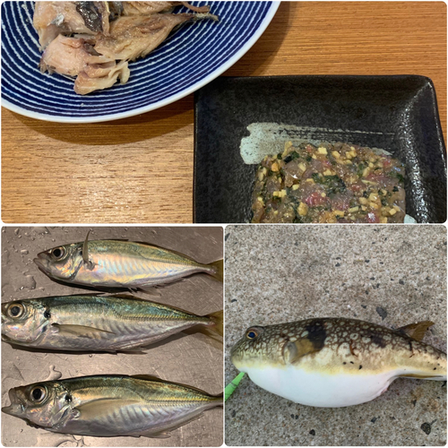 アジの釣果