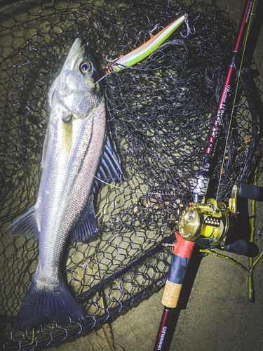 フッコ（マルスズキ）の釣果