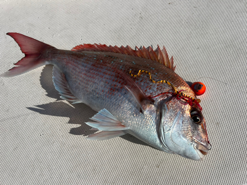 マダイの釣果