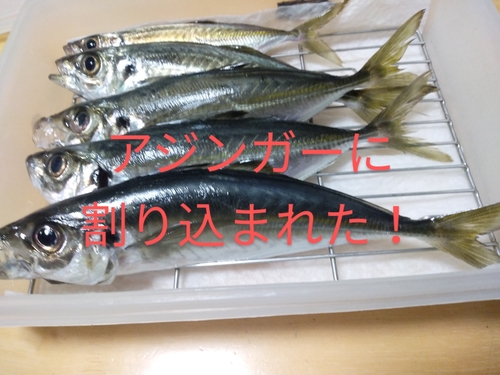 アジの釣果