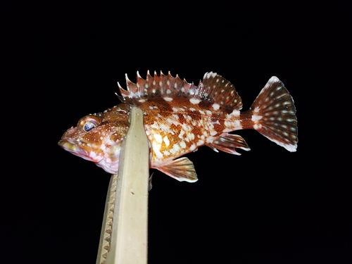 カサゴの釣果