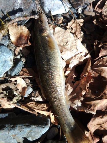 アブラハヤの釣果