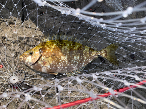 アイゴの釣果