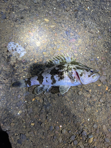 シロメバルの釣果