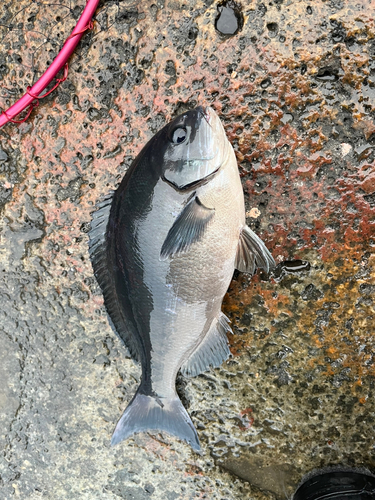 グレの釣果