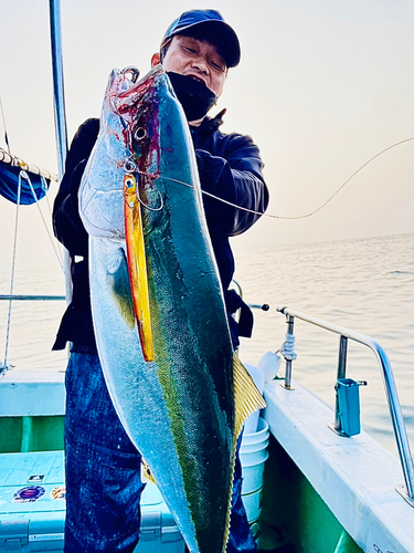 ヤズの釣果