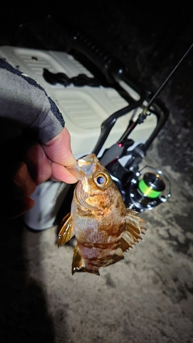 メバルの釣果