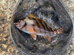 タカノハダイの釣果