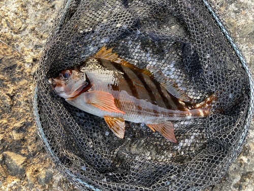 タカノハダイの釣果