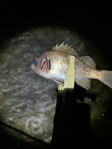 クロメバルの釣果