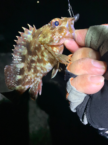 カサゴの釣果