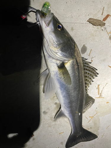 シーバスの釣果