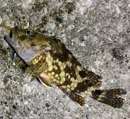 カサゴの釣果