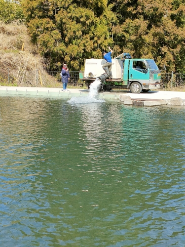 ニジマスの釣果