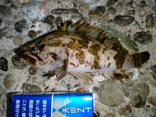 タケノコメバルの釣果