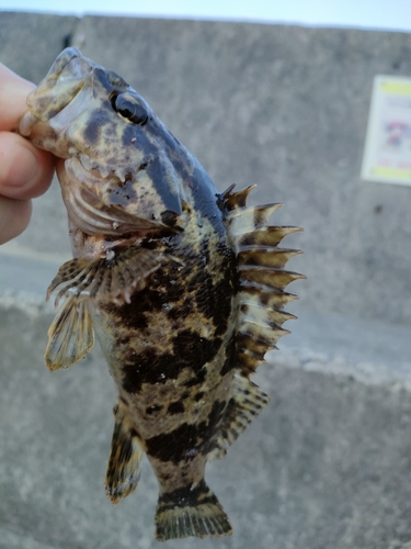 タケノコメバルの釣果