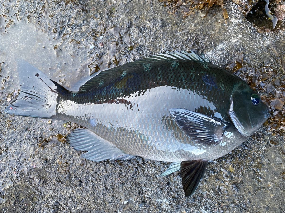 Oshi〜♪さんの釣果 2枚目の画像