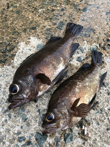 メバルの釣果