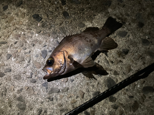 シロメバルの釣果